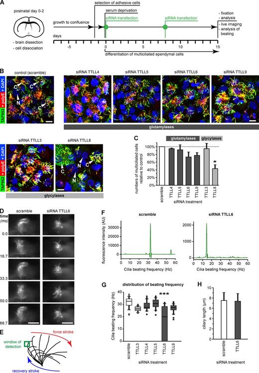 Figure 3. Depletion of ependymal-specific glutamylases and glycylases induces different ciliary phenotypes in ependymal cells. (A) Flow scheme of the experimental paradigm of all siRNA experiments. (B) Analysis of multiciliated ependymal cells after siRNA. Cilia were co-labeled in fixed cells for polyglutamylation (polyE) and monoglycylation (TAP952). Bars, 10 µm. (C) Quantification of the relative numbers of multiciliated ependymal cells in areas with high cell density after siRNA treatment. The total number of cells (nuclei, DAPI) was related to the number of multiciliated cells polyE/TAP952 (B). Three independent experiments with more than 1,000 cells were analyzed, and controls (scramble siRNA) were set as 100%. Error bars represent SEM. After one-way ANOVA with Tukey’s post-hoc analysis, differences with P < 0.05 (*) were considered significant. (D) Image sequence of beating cilia after treatment with siRNA (A; 15 d), and labeling with Tubulin Tracker green. Ciliary beating was recorded at 120 frames per second (frame series of 75 ms; Videos 1 and 2). Bar, 10 µm. (E) Schematic representation of ciliary beating with the region of interest (green box) used for measurements. (F) Beating frequency distribution obtained by Fourier transformation of the beating frequency recording (E) of the cilia shown in D. (G) Box plot of the distribution of ciliary beating frequencies after siRNA (A). For each siRNA, three independent experiments, each with more than 25 cells, were recorded. Error bars show SEM; P < 10−6 (***) in Fisher variance test was considered significant. (H) The length of motile cilia after siRNA treatment measured on fixed cells (B) showed no difference between scramble and TTLL6 siRNA (Welch’s t test).