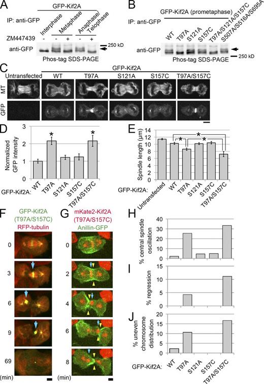 Figure 4. Aurora B–dependent phosphorylation of Kif2A during cytokinesis. (A and B) Immunoblotting of GFP-Kif2A wild-type (WT) and mutant proteins that were immunoprecipitated (IP) from cells synchronized at the indicated stages of the cell cycle. Immunoprecipitated samples were subjected to Phos-tag SDS-PAGE followed by immunoblotting using anti-GFP antibody. Note that in the Phos-tag gel, mobility of GFP-Kif2A significantly decreased compared with that in a gel without Phos-tag, and the relative band position to those of molecular markers varied among experiments (see Materials and methods); however, the identical band pattern was reproducibly observed for GFP-Kif2A (n = 2 for each). Arrows indicate upper bands corresponding to phosphorylated GFP-Kif2A. (C) Immunostaining of MTs in cells expressing GFP-Kif2A mutants. (D) Normalized fluorescence intensity of GFP at the central spindle of the cells expressing GFP-Kif2A mutants. (E) Central spindle length in cells expressing GFP-Kif2A mutants. The mean ± SE of at least six cells from two independent experiments is shown in D and E. Asterisks indicate statistically significant differences from the control cells expressing wild-type GFP-Kif2A (P < 10−3, t test), or between the cells expressing GFP-Kif2A (T97A) and GFP-Kif2A (T97A/S157C; P < 0.05). (F and G) Destabilization and oscillation of the central spindle and cytokinesis failure upon GFP-Kif2A (T97A/S157C) or mKate2-Kif2A (T97A/S157C) expression. Arrows and arrowheads indicate the oscillating central spindle and the furrow edge, respectively. (H–J) Frequency of central spindle destabilization, furrow regression, or uneven chromosome distribution in cells expressing GFP-Kif2A mutants. For each mutant, ≥18 cells from seven independent experiments were analyzed. Cells expressing GFP-Kif2A mutants at a comparable level were used for quantification (mean GFP intensity of 100–300 or 100–400 arbitrary units for D and E or H–J, respectively; see also Fig. S3, C and D). Bars, 5 µm.