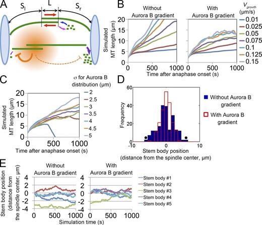 Figure 5. Mathematical modeling of central spindle organization by Aurora B gradient. (A) A schematic image of the central spindle in the 2D model. Pairs of MTs form antiparallel MT overlaps, where they slide apart (red arrows). MT growth and shrinkage occur at plus ends (blue and pink arrow, respectively). The Aurora B gradient (orange) forms around the stem body and inhibits MT depolymerization at minus ends (purple arrows), depending on their distance from the stem bodies. L, length of the antiparallel overlap. Sl and Sr, lengths of nonoverlapping portions. The interchromosomal area is flanked by rigid chromosome walls (light blue), and MTs buckle when their length exceeds the interchromosomal distance (the top MTs). (B and C) Time plots of simulated MT length (sum of L, Sl, and Sr) with various MT growth rates (Vgrowth) or Aurora B gradient sizes (σ). The mean of 25 MT pairs from five independent simulations is shown for each condition. (D) Stem body distributions after 1,000-s simulations. Shown are 200 stem bodies from 40 independent simulations. Closed circles indicate outliers that exceeded the length limit (see Materials and methods). (E) Time plots of simulated stem body positions with or without the Aurora B gradient. A stem body (stem body #3) was misaligned at the beginning of the simulation in both cases. Alignment of stem body #3 was observed only when the Aurora B gradient was present. The mean of five independent simulations is shown for each condition. The parameter values used in each simulation are presented in Table S4.