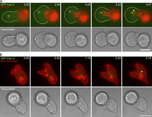 Figure 4. Invagination of the IS membrane in frustrated conjugates. Time-lapse montages showing the large invagination of the center of the IS interface in frustrated Jurkat–Raji conjugates where the Raji cell membrane has been labeled with the membrane dye PKH26 (A) or the Jurkat membrane has been labeled with RFP-Farnesyl (B). The yellow arrowheads mark the close approximation of the labeled membranes to the GFP-Cen-2–marked MTOC that has stalled on the back side of the nucleus. See also Videos 3 and 4. Bar, 10 µm.