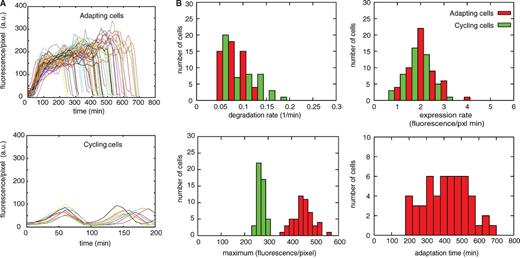 Figure 5. Single cell analysis of adapting cells. (A) CLB2-GFP TUB2-Cherry GAL1-MAD2 (3X) (yAC1732) cells were grown at 30°C in synthetic medium containing raffinose, and then were either shifted to galactose (adapting cells; top) or left in raffinose (cycling cells; bottom). We show Clb2-GFP accumulation signal in the nucleus after smoothing (see Materials and methods). Individual traces are synchronized at the time when Clb2 starts increasing. (B) Top left, degradation rate of Clb2; top right, expression rate, i.e., the rate of Clb2 accumulation; bottom right, adaptation time; bottom left, maxima of Clb2 fluorescence. See also Fig. S4, Materials and methods, and Video 1. The data shown are from a single representative experiment out of three repeats. For the experiment shown, n = 50. Cells were analyzed with the aid of the program phyloCell, written by G. Charvin (unpublished data).