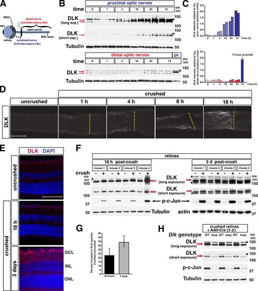 Figure 3. Elevation of DLK protein levels occurs first in the axon after optic nerve crush and then progresses to cell bodies. (A) Diagram of the retina nerve crush model showing location of the retina, crush site (black bar), proximal nerve, and distal nerve. RGCs, retinal ganglion cells, located in the ganglion cell layer (GCL) of the retina. (B) Within the crushed nerve, DLK undergoes a stress-dependent increase in molecular weight and abundance by 4 h post-crush and is notably increased by 18 h. The shift in DLK mobility (red arrows) and increase in DLK quantity can be observed after injury only in the proximal (top) but not the distal nerve (bottom). Asterisk: a background band observed in nerve lysates blotted for DLK (see Fig. S1). A proximal nerve sample collected 72 h after injury is included in the distal nerve blot for comparison. (C) Quantification of the DLK intensity relative to tubulin intensity for each well shown in B. n = 2 animals/time point. (D) Time course showing the increase in DLK quantity in the optic nerve after injury by immunostaining for DLK. Yellow dashed lines: approximate location of crush site. The increase in DLK is limited to the proximal nerve that lies to the left of the line. (E) In the retina, no increase in total DLK is observed by staining at 18 h post-crush, but by three days an increase in DLK is visible. Magenta, DLK staining; blue, DAPI nuclear stain; GCL, ganglion cell layer; INL, inner nuclear layer; ONL, outer nuclear layer. (F) Blots for DLK in crushed retinas and contralateral uncrushed controls 18 h and 3 d after nerve crush. Red arrows denote the lower molecular weight DLK and the appearance of a small amount of the higher molecular weight band at 18 h and a more prominent higher molecular weight band at 3 d. Asterisk denotes background bands. (G) Quantification of the percent increase in DLK in crushed retina vs. uncrushed retina at the given times in the blots shown in F. 18 h = 23.02 ± 8.39. 3 d = 38.68 ± 5.27. *, P = 0.028 by t test. n = 4 animals for each time point. Error bars are SD. (H) Blots of retina lysates 3 d after nerve crush from wild-type (WT) and Dlklox/lox (loxp) mice injected with AAV-Cre virus. The DLK mobility shift is seen in WT retinas in the form of a doublet (red arrows), but not in loxp mice. Because only RGCs were transduced with AAV-Cre virus in loxp mice, the top band (red arrow) that appears with retina nerve crush represents phosphorylation of DLK specifically in RGCs and not other cell types of the retina. Bars, 100 µm. MW (kD), molecular weight in kilodaltons.