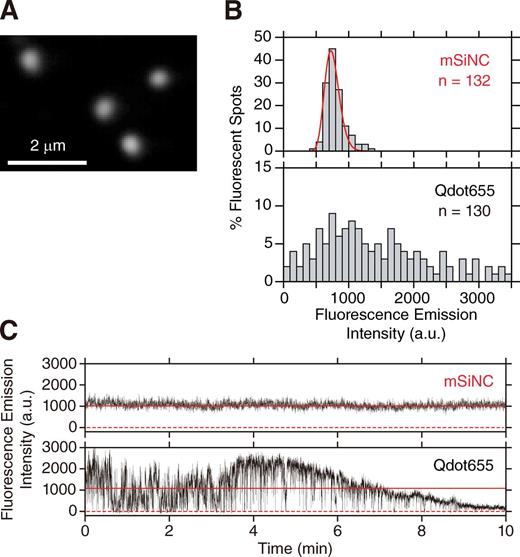 Figure 4. Single mSiNC tracking showed that, unlike QDs, mSiNCs neither blink nor photobleach over the total observation period of 300 min. (A) A typical TIRF microscope image of single HPLC-purified mSiNCs, immobilized on a polylysine-coated cover glass and excited by the 405-nm line of a solid-state laser. (B) Distribution of fluorescence intensities of 530 × 530–nm areas enclosing single mSiNC spots (top, mSiNC) and single Qdot655 (bottom, Qdot655). The fluorescence intensity is after background subtraction. The intensity distribution of mSiNC could be well fitted by a single log-normal function (red curve), and the possible dimer fraction was less than a few percentages, as determined by the two-component fitting, whereas the intensity distribution of Qdot655 was extremely broad. (C) Typical time-dependent changes of the fluorescence intensities of an mSiNC spot (top) and of a Qdot655 spot (bottom; typical among 30 mSiNC and 30 Qdot655 particles, examined here. Other typical examples are shown in Fig. S3). Because of the background subtraction, the plot includes occasional negative signal intensities (0 is shown by red broken lines). The mean signal intensity is shown by solid red horizontal lines. Both fluorophores were excited by the same laser (440 nm; 0.34 µW/µm2 at the sample plane). Images were recorded at video rate (33 ms/frame); see Video 1 and Fig. S3 A. The Qdot655 blinked frequently and photobleached gradually, whereas the mSiNCs never blinked during the video rate observations. Over 80% of the single Qdot655s observed in this study stopped emitting measurable fluorescence after the 10-min observation under these conditions. a.u., arbitrary unit.