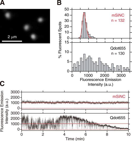 Figure 4. Single mSiNC tracking showed that, unlike QDs, mSiNCs neither blink nor photobleach over the total observation period of 300 min. (A) A typical TIRF microscope image of single HPLC-purified mSiNCs, immobilized on a polylysine-coated cover glass and excited by the 405-nm line of a solid-state laser. (B) Distribution of fluorescence intensities of 530 × 530–nm areas enclosing single mSiNC spots (top, mSiNC) and single Qdot655 (bottom, Qdot655). The fluorescence intensity is after background subtraction. The intensity distribution of mSiNC could be well fitted by a single log-normal function (red curve), and the possible dimer fraction was less than a few percentages, as determined by the two-component fitting, whereas the intensity distribution of Qdot655 was extremely broad. (C) Typical time-dependent changes of the fluorescence intensities of an mSiNC spot (top) and of a Qdot655 spot (bottom; typical among 30 mSiNC and 30 Qdot655 particles, examined here. Other typical examples are shown in Fig. S3). Because of the background subtraction, the plot includes occasional negative signal intensities (0 is shown by red broken lines). The mean signal intensity is shown by solid red horizontal lines. Both fluorophores were excited by the same laser (440 nm; 0.34 µW/µm2 at the sample plane). Images were recorded at video rate (33 ms/frame); see Video 1 and Fig. S3 A. The Qdot655 blinked frequently and photobleached gradually, whereas the mSiNCs never blinked during the video rate observations. Over 80% of the single Qdot655s observed in this study stopped emitting measurable fluorescence after the 10-min observation under these conditions. a.u., arbitrary unit.