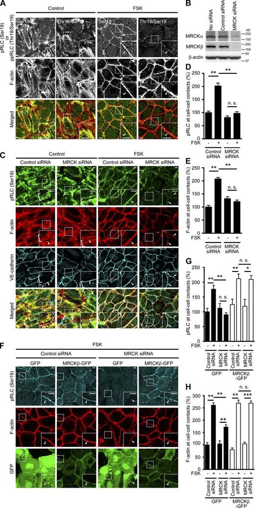 Figure 3. MRCK is required for Rap1-induced NM-II activation leading to CAB formation. (A) HUVECs were stimulated with vehicle (Control) or FSK, immunostained with the antibodies indicated in the top panels, and stained with rhodamine-phalloidin (F-actin). pRLC (Ser19) or ppRLC (Thr18/Ser19) images, F-actin images, and the merged images (pRLC (Ser19) or ppRLC (Thr18/Ser19), green; F-actin, red) are shown. (B) Lysates from the HUVECs transfected without (No siRNA) or with control siRNA or MRCK siRNA targeting both MRCKα and MRCKβ for 2 d were subjected to Western blot analyses with anti-MRCKα, anti-MRCKβ, and anti–β-actin antibodies. (C) HUVECs transfected with control or MRCK siRNA were stimulated with vehicle (Control) or FSK, and stained similar to as in Fig. 1 B. (D and E) Quantitative relative expression values of pRLC at Ser19 (D) and F-actin (E) at cell–cell contacts compared to those in control siRNA-transfected cells without FSK stimulation observed in C were expressed as mean ± SEM (error bars; n ≥ 40). Similar results were obtained in three independent experiments. (F) HUVECs expressing either GFP or siRNA-insensitive MRCKβ-GFP were transfected with control or MRCK siRNA, stimulated with FSK, immunostained with anti-pRLC at Ser19 (pRLC (Ser19)) antibody, and stained with rhodamine-phalloidin (F-actin). pRLC (Ser19), F-actin, and GFP images are shown. Note that GFP signal at cell–cell contacts between the cells expressing GFP is ascribed to the overlap of plasma membrane (see Fig. S3 A). (G and H) Quantitative relative expression values of pRLC at Ser19 (G) and F-actin (H) at cell–cell contacts compared to those in GFP-expressing and control siRNA-transfected cells without FSK stimulation observed in F are given as mean ± SEM (error bars; n ≥ 40). Similar results were obtained in three independent experiments. In A, C, and F, the boxed areas are enlarged in the insets. Arrowheads (A, C, and F) and brackets (C) indicate cell–cell junctions and stress fibers, respectively. *, P < 0.05; **, P < 0.01; ***, P < 0.001, significant difference between two groups. n.s., no significance between two groups. Bars, 10 µm.