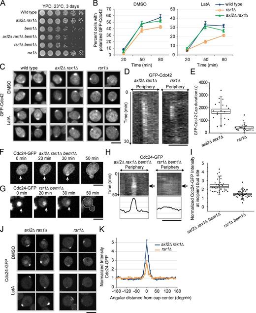 Figure 1. Bem1 and GEF localization are not required for symmetry breaking. (A) Cells with indicated genotypes were plated on YPD media and grown at 23°C for 3 d. Cells were grown overnight in liquid culture and then diluted to an OD of 1. This and a series of 10-fold dilution were spotted left to right. (B) Polarization of GFP-Cdc42 wild type, axl2Δ rax1Δ, and rsr1Δ cells after release from G1 arrest into media containing DMSO or LatA. The percentage of cells with polarized GFP-Cdc42 was determined at different time points (given in minutes) after release. The plots show means from averaging three experiments, and error bars correspond to SEMs. More than 80 cells were counted per time point per experiment. (C) Maximum projections of representative polarized cells from A. (D) Representative kymographs of polarizing GFP-Cdc42 in axl2Δ rax1Δ and rsr1Δ cells in LatA. Note the unstable polar cap in axl2Δ rax1Δ relative to that in rsr1Δ. See also Fig. S1 and Videos 1 and 2. (E) Quantification of cap duration in LatA of polarized GFP-Cdc42 in axl2Δ rax1Δ and rsr1Δ cells from videos such as the ones shown in D and E. The maximum intensity of the polar caps was measured and plotted over time and was fitted to Gaussian curves. The duration of the cap is reported as the full width half maximum of the Gaussian fit. Boxes, SEM; whiskers, SD; horizontal lines, median values. P < 10−6. For each dataset, n ≥ 20 cells taken from three experiments. (F and G) Time-lapse imaging of Cdc24-GFP in mid–log phase axl2Δ rax1Δ bem1Δ (F) and rsr1Δ bem1Δ (G) cells. Notice the lack of Cdc24 polarization in G despite successful cell polarization and budding compared with strong Cdc24 polarization in F. Arrows point to incipient bud sites. White outlines indicate the perimeter of the budded cell. See also Videos 3 and 4. (H) Kymographs of polarizing cells from F and G. Shown at the bottom are intensity profiles taken from the time point immediately before bud emergence, indicated in the kymograph by arrows. (I) Quantification of polarization of Cdc24-GFP in axl2Δ rax1Δ bem1Δ and rsr1Δ bem1Δ cells before bud emergence. Intensity at the emergent bud site is normalized to cortical intensity of the rear half of the cell. Three data points are shown for each cell, corresponding to time points 2, 4, and 6 min before bud emergence. n = 11 cells for axl2Δ rax1Δ bem1Δ and 17 cells for rsr1Δ bem1Δ. Boxes, SEM; whiskers, SD; horizontal lines, median values. P < 10−8. (J) Maximum projections of representative cells with polarized Cdc24-GFP in axl2Δ rax1Δ and rsr1Δ cells in LatA or DMSO. (K) Quantification of polarization of Cdc24-GFP in axl2Δ rax1Δ and rsr1Δ cells in LatA 50 min after pheromone arrest release from maximum projections of z-stack images. Cells with polarized GFP-Cdc24 were identified, and cortex masks were generated from a separate fluorescent channel (mCherry-Cdc42; see Materials and methods). Mean intensity of the cortex within the mask was determined in 10° increments centered on the polar cap and normalized to the rear half as in I. Normalized profiles were averaged over n > 18 cells. Error bars correspond to SEMs. For comparison of values at 0°, P < 0.001. Bars, 5 µm.