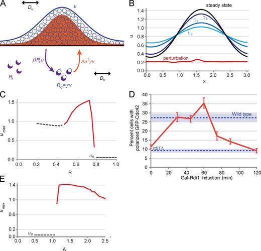 Figure 7. Mathematical model of Rdi1-dependent symmetry breaking and parameter validation. (A) Schematic of analytical model for Rdi1-dependent polarization. Distribution of Cdc42 across the cortex is given by u(x,t) (blue curve), of which a constant fraction a1 is activated. Cdc42 extraction is proportional to free Rdi1, Rf (purple crescents), and u(x,t) by a constant β. Targeting of Cdc42 to the cortex is assumed to be proportional to the squared distribution of active Cdc42GTP, (a1u)2, the profile of which is represented by the filled orange curve. Cytosolic diffusion Dv and cortical diffusion Du are shown in black. (B) Simulation of cell polarization via the Rdi1-dependent mechanism. Initial distribution of cortical Cdc42 at the time of perturbation is shown in red, with steady-state shown in black and intermediate time points given in blue. The parameter values used in the simulation shown are C = 1, γ = 0.4, β = 0.2, Dv = 0.1, Du = 0.01, ub = 0.05, L = 3, A = 1.75, and R = 0.6. (C) Simulated data for Rdi1-dependent polarization, showing dependence of polarization strength umax on R, and Rdi1 concentration relative to Cdc42. Gray dashed lines indicate cortical Cdc42 concentration in unpolarized states, whereas the red curve indicates mean umax over 25 simulations for parameter values in which polarization is allowed. The parameter values are as in B, with changing value of R. (D) Experimental assessment of the impact of Rdi1 expression level on polarization without actin. Expression of Rdi1 was induced under the GAL1 promoter for the indicated amounts of time (x axis) concurrent with a 1-h G1 pheromone arrest followed by a 0.5-h pheromone arrest in glucose media before release into LatA-containing media (see diagram in Fig. S3). The percentages of polarized cells were counted at 50 min after release. P = 0.06, comparing polarization in wild type with that of 60-min galactose (Gal) induction. The plots show means from three experiments, and error bars correspond to SEMs (blue shading indicates error bars for controls). More than 80 cells were counted per time point per experiment. (E) Simulated data for Rdi1-dependent polarization, showing dependence of polarization strength umax on A. Gray dashed lines indicate cortical Cdc42 concentration in unpolarized states, whereas the red curve indicates mean umax over 25 simulations for parameter values in which polarization is allowed. The parameter values are as in B, with R = 0.6 and changing value of A.