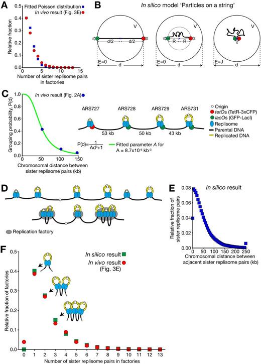 Figure 4. Stochastic assembly of sister replisome pairs recapitulates their observed distribution at individual replication factories. (A) Distribution of the number of sister replisome pairs per replication factory (Fig. 3 E) approximately fits a Poisson distribution (λ = 1.60, R2 = 0.98). (B) Schematic diagram of “Particles on a string” model. See detail in Materials and methods, Mathematical modeling i. (C) We fitted the parameter A in P(d) = 1/(Ad3 + 1), using the replicon assembly frequency result, obtained in strain #1 and #2 (Fig. 2 A; 23 and 19 cells were analyzed, respectively). Fig. S3 B explains how the chromosomal distance between sister replisome pairs was obtained in strain #1, #2, and #3. (D) Schematic diagram showing the example of positions of sister replisome pairs along a chromosome (top), and their stochastic assembly (bottom) based on the grouping probability shown in C. (E) Distribution of the distance (replicated DNA is not counted, as it is looped out; see C) between neighboring sister replisome pairs along a chromosome, obtained from the simulation. Relative fractions of the pairs at the indicated distance (each 5-kb window) were obtained from one million simulations, at the peak of DNA replication (at 30 min in Fig. 3 C). Fractions for >250 kb are shown together at 250 kb. (F) Distributions of the number of sister replisome pairs per replication factory: comparison between in vivo data (obtained in Fig. 3 E) and in silico data (as shown in B–E). Pearson correlation coefficient r = 0.9953. P < 0.0001.