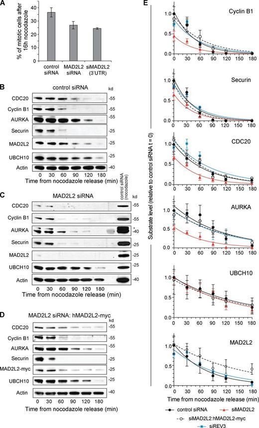 Figure 2. Premature degradation of APC/C substrates in cells depleted of MAD2L2. (A) Silencing of MAD2L2 results in a lower mitotic index in nocodazole. The percentage of mitotic U2OS cells was calculated by flow cytometry monitoring histone H3 phospho-serine 10 in cells treated with nocodazole for 16 h. Error bars = 1 SD. (B) APC/C substrate degradation in control siRNA-treated U2OS cells. (C) APC/C substrate degradation in siMAD2L2-treated cells. The asterisk indicates remnant Cyclin B1 signal in the AURKA blot. (D) APC/C substrate degradation in cells complemented with siRNA-resistant hMAD2L2-myc. (E) Summary of substrate degradation in control and siMAD2L2-treated cells in the 180 min after nocodazole release. Substrate levels at each time point are normalized to actin and then shown as a fraction of the level of the substrate at t = 0 in control siRNA-treated cells. The curve fit is an exponential decay. The t1/2 and fitting statistics are presented in Table 2. Error bars = SEM. Control siRNA: solid black circle/solid black line, n = 5. siMAD2L2: solid red triangles/solid red line, n = 3. siMAD2L2 complemented with hMAD2L2-myc: open circles/dashed black line, n = 4. siREV3: solid blue square/solid blue line, n = 3. “n” represents the number of independent experiments. The additional blots that contribute to this analysis are shown in Fig. S1 (control, siMAD2L2, and complemented) and Fig. S4 (siREV3).
