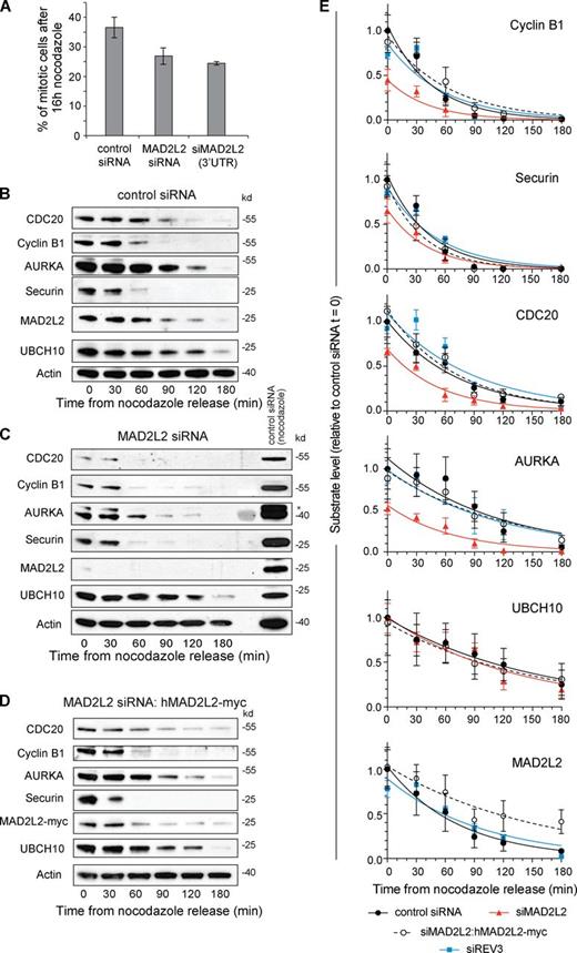 Figure 2. Premature degradation of APC/C substrates in cells depleted of MAD2L2. (A) Silencing of MAD2L2 results in a lower mitotic index in nocodazole. The percentage of mitotic U2OS cells was calculated by flow cytometry monitoring histone H3 phospho-serine 10 in cells treated with nocodazole for 16 h. Error bars = 1 SD. (B) APC/C substrate degradation in control siRNA-treated U2OS cells. (C) APC/C substrate degradation in siMAD2L2-treated cells. The asterisk indicates remnant Cyclin B1 signal in the AURKA blot. (D) APC/C substrate degradation in cells complemented with siRNA-resistant hMAD2L2-myc. (E) Summary of substrate degradation in control and siMAD2L2-treated cells in the 180 min after nocodazole release. Substrate levels at each time point are normalized to actin and then shown as a fraction of the level of the substrate at t = 0 in control siRNA-treated cells. The curve fit is an exponential decay. The t1/2 and fitting statistics are presented in Table 2. Error bars = SEM. Control siRNA: solid black circle/solid black line, n = 5. siMAD2L2: solid red triangles/solid red line, n = 3. siMAD2L2 complemented with hMAD2L2-myc: open circles/dashed black line, n = 4. siREV3: solid blue square/solid blue line, n = 3. “n” represents the number of independent experiments. The additional blots that contribute to this analysis are shown in Fig. S1 (control, siMAD2L2, and complemented) and Fig. S4 (siREV3).