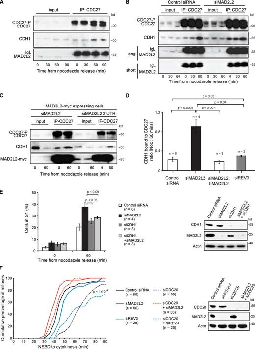 Figure 6. Depletion of MAD2L2 leads to premature binding of CDH1 to the APC/C in prometaphase. (A) CDH1 interacts with the APC/C within 60 min after nocodazole release. Immunoprecipitation with anti-CDC27 from U2OS cells arrested in nocodazole and at 30, 60, and 90 min after release blotted for CDH1 to monitor the association of CDH1 with the APC/C. (B) Silencing of MAD2L2 leads to premature association of CDH1 with CDC27. (C) Complementation of the premature association of CDH1 with CDC27. The cells in this experiment all stably express hMAD2L2-myc. siMAD2L2 silences both the endogenous MAD2L2 and the transgenic MAD2L2-myc. The siMAD2L2 3′UTR only silences the endogenous MAD2L2, leaving the MAD2L2-myc expressed. See also Fig. 1 C. (D) Quantification of the premature association of CDH1 with CDC27 in MAD2L2-depleted cells. The amount of CDH1 immunoprecipitated with CDC27 was normalized to the IgG signal for each immunoprecipitation and the ratio of the amount of CDH1 pulled down in nocodazole (time = 0) and at 60 min after release was calculated. The constitutive association of CDH1 with CDC27 in prometaphase in MAD2L2-silenced cells results in an increase in this ratio, which approaches 1. “n” represents the number of independent experiments. Error bars = SEM; P-value calculated with unpaired, two-tailed t test assuming equal variance. The additional blots contributing to this analysis are shown in Fig. S1 D. (E) Depletion of CDH1 prevents the rapid mitotic exit seen in cells lacking MAD2L2. The percentage of cells in G1 was assessed 60 min after nocodazole release. “n” represents the number of independent experiments. Error bars = SEM; p, unpaired t test. The control siRNA and siMAD2L2 data are reproduced from Fig. 1 D for comparison. The effectiveness of the siRNA protocol is illustrated in the panel on the right. (F) Silencing of MAD2L2, but not REV3, can rescue the mitotic delay in CDC20-depleted cells. Quantification of the time taken for control (Control siRNA; solid black line), MAD2L2-depleted (siMAD2L2; solid red line), REV3-depleted (siREV3; solid blue line), CDC20-depleted (siCDC20, dashed dark gray line), CDC20- and MAD2L2-depleted (siCDC20 + siMAD2L2, dashed red line), and CDC20- and REV3-depleted (siCDC20 + siREV3, dashed blue line) U2OS cells expressing mCherry-H2B to complete mitosis, assessed by time-lapse video microscopy (1 frame every 5 min). The plot shows the cumulative percentage of cells that completed mitosis, measured from NEBD to cytokinesis. “n” represents the number of cells examined, collected from at least three independent experiments. P-value for siCDC20 and siCDC20 + siREV3 vs. Control siRNA, siMAD2L2, and siMAD2L2 + siCDC20 < 1 × 10−4.