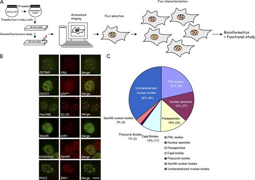Figure 1. Identification and characterization of proteins in various nuclear subcompartments. (A) Overall schematic flow of this protein localization screen. (B) Representative images of proteins that show colocalization with various nuclear body markers. Bar, 10 µm. (C) The pie chart shows the distribution of proteins in various nuclear subcompartments (148 nucleolar proteins were not included). A total of 325 proteins that formed nuclear foci were identified in this screen, including 148 in the nucleolus, 38 in PML bodies, 27 in nuclear speckles, 24 in paraspeckles, 17 in Cajal bodies, 5 in Sam68 nuclear bodies, 2 in Polycomb bodies, and 64 proteins in uncharacterized nuclear subcompartments (please also see Table S1).