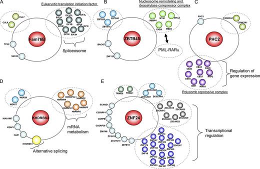 Figure 3. Interactome analysis of nuclear foci proteome. (A–E) A random selected protein from each nuclear subcompartment was used as the bait for tandem affinity purification and mass spectrometry analysis. The protein–protein interaction networks characterized for Fam76B (nuclear speckles; A), ZBTB45 (PML bodies; B), PHC2 (Polycomb bodies; C), KHDRBS3 (Sam68 nuclear bodies; D), or ZNF24 (paraspeckles; E) are presented in the cartoon (please also see Table S7).