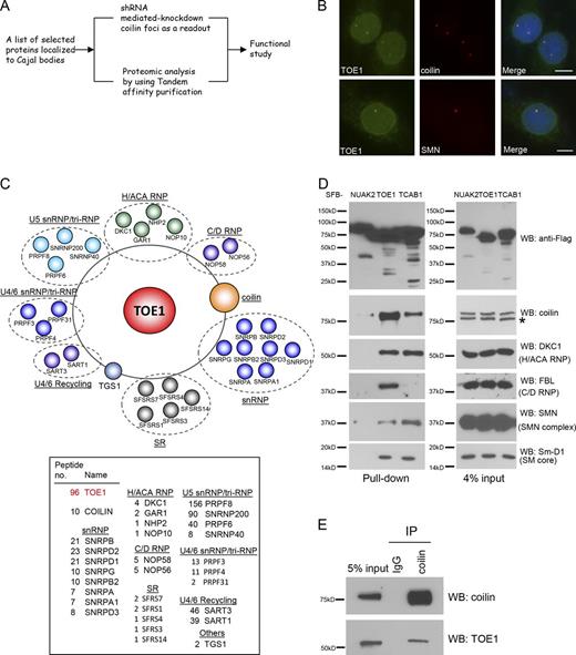 Figure 4. Identification of TOE1 function in regulating Cajal body homeostasis. (A) Schematic workflow showing how the function of proteins localized to Cajal bodies was studied (please also see Fig. S3, C and D). (B) TOE1 is an integral component of Cajal bodies. The localization of TOE1 in HeLa cells was determined by coimmunostaining using anti-TOE1 and anti-coilin (top) or anti-SMN (bottom). Bars, 10 µm. (C) Proteomic analysis of TOE1-containing protein complexes. A cartoon (top part) or a list (bottom part) was presented. (D) SFB-tagged NUAK2 (negative control), TOE1, and TCAB1 were ectopically expressed in HEK293T cells. Pull-down experiments were conducted using streptavidin beads, and immunoblotting was performed with anti-Flag and the indicated antibodies. The asterisk indicates a nonspecific band. (E) Association of endogenous TOE1 and coilin was confirmed by co-IP experiments. Immunoprecipitation (IP) was conducted using the anti-coilin antibody or normal rabbit IgG. WB, Western blot.