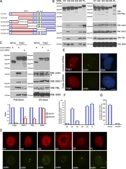 Figure 5. TOE1 is recruited to Cajal bodies in a coilin-dependent manner. (A) Schematic representation of TOE1 mutants used in this study. ZnF, zinc finger domain; DEDD, deadenylation; FL, full length. (B) Mapping coilin-binding domain in TOE1. 293T cells were transfected with constructs encoding full-length or mutant TOE1. Pull-down experiments were performed using streptavidin beads and blotted with anti-Flag (for TOE1 mutants), anti-coilin, anti-DKC1, anti-FBL, or anti-SMN antibodies (please also see Fig. S4 A). (C) Coilin binding is a prerequisite for the loading of DKC1 and FBL, but not SMN, into TOE1-containing complexes. Constructs encoding TOE1 or a negative control NFYA were transfected into HeLa cells stably expressing control shRNA or coilin shRNA. Pull-down experiments were performed using streptavidin beads and blotted with anti-Flag (for negative control NYFA and TOE1), anticoilin, anti-DKC1, anti-FBL, or anti-SMN antibodies. Quantitative results showed the ratio (±SD) of the indicated proteins pulled down by TOE1 in coilin knockdown cells relative to those in control cells (n = 3 independent experiments). The asterisk indicates a nonspecific band. (D) TOE1 localizes to Cajal bodies in a coilin-dependent manner. Indicated mutants of TOE1 were transiently expressed in HeLa cells and then subjected to immunostaining using anti-Flag and anti-coilin antibodies. (E) Cajal body localization of TOE1 was abolished in coilin-depleted cells. Localization of TOE1 was detected in HeLa cells stably expressing control shRNA (top) or coilin shRNA (bottom) by immunostaining using anti-TOE1 and anti-coilin antibodies. (F) Quantitative results showed the percentage of cells (±SD) in which indicated proteins colocalized with coilin (n = 3 independent experiments). (G) Quantitative results showed the percentage of cells (±SD) expressing control or coilin shRNA in which TOE1 colocalized with coilin (n = 3 independent experiments). shCTL, control shRNA; WB, Western blot. Bars, 10 µm.