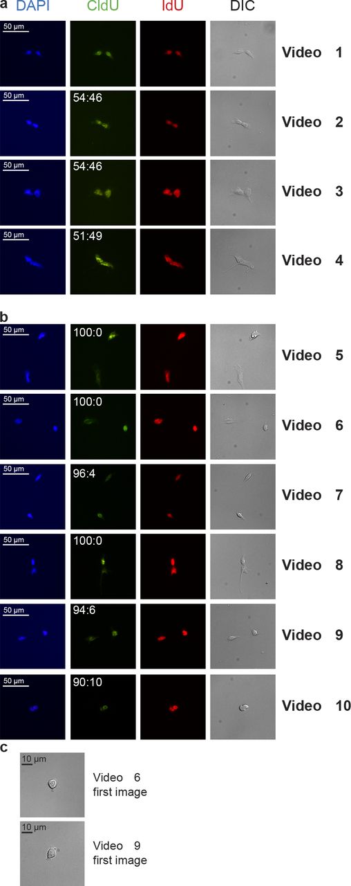 Figure 3. Time-lapse to assess NRTS. Paired-cell assays were performed on R1-derived EBs 7 d after differentiation using the CldU/IdU double-labeling method. Cells were plated at clonal density, and the second division was followed by time-lapse microscopy. Cells were immediately fixed and immunostained for CldU and IdU. Differential interference contrast (DIC) images and DAPI nuclear counterstaining are shown. (a and b) Representative photographs of symmetric (a) and asymmetric (b) daughter cells are displayed, and CldU fluorescence intensity (normalized to IdU intensity) distribution among daughter cells is shown. (c) Photographs of the first time-lapse image acquired for Videos 6 and 9 unambiguously showed that a single cell was plated. Time-lapse videos corresponding to each set of photographs presented in a and b are specified in the right column.