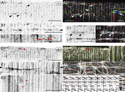 Figure 1. EB3-GFP shows steady MT dynamics ex vivo and in vivo, whereas GFP-tubulin highlights a durable MT frame. A single image, focused near the surface of a plated fiber expressing EB3-GFP (A1), shows typical puncta. The dynamics can be appreciated in the corresponding time-lapse series (Video 1) and in its projection (A2). Color coding of the projection helps to visualize movement: the first image of the series is colored blue and the last one magenta, as in the bar. EB3-GFP puncta mostly move longitudinally and transversely, as if along parallel and antiparallel tracks (A2, arrows). Some MT intersections (arrowheads) seem to behave as MT nucleation sites. An image from another fiber (B1) and the kymograph of the line between the arrowheads (B2; see Materials and methods) indicate that puncta move at the same speed in either direction on the longitudinal axis (oblique lines; red arrows). EB3-GFP dynamics in vivo (C1 and C2; Videos 2 and 5 and Fig. S2) validate plated fibers in all respects (arrowheads point to nucleation sites). In contrast, GFP-tubulin in plated fibers (D–G) appears static: the color-coded projections (D2, F1, and F2), with the same number of images and frame rate as A2, are practically white. An aster (arrowhead) indicates an MT nucleation site. The kymograph (E2) of the line between the arrowheads (E1) shows stationary MTs, with occasional local movement (arrows). Muscle MTs show dynamic instability (G); the asterisk shows the plus end of a MT growing and shrinking over 80 s. See Tables 1 and S1 for data quantitation and technical parameters. Bars: (A–E) 10 µm; (insets) 2 µm; (kymograph vertical time axes) 60 s.