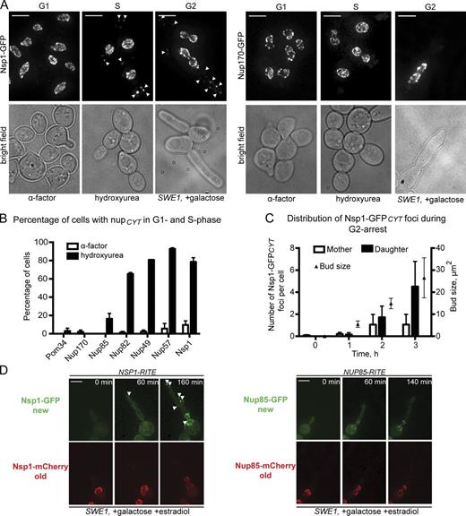 Figure 5. The Nsp1 complex has a cytoplasmic pool localized to the daughter bud. (A) Fluorescence micrographs (and bright field) of Nsp1-GFP– and Nup170-GFP–expressing cells (CPL1234, BWCPL437, PCCPL423, and PCCPL409) arrested in G1, S, or G2 phase with α-factor–, hydroxyurea-, or galactose-induced overexpression of SWE1, respectively. To visualize cytoplasmic foci, we show maximum-intensity projections of a deconvolved z series where 0.4% of pixels have been digitally saturated. Bars, 5 µm. (B) Plot showing the percentage of cells where the indicated nups were found in cytoplasmic foci in α-factor– or hydroxyurea-arrested cells. 90 ≤ n ≤ 190. Error bars indicate standard error of the mean. (C) Plot showing the number of Nsp1-GFPCYT foci and their distribution in daughter buds and mother cells during 3 h of a G2 arrest. At the indicated times, >100 cells were scored. Error bars indicate standard deviations from the mean. Bud size is the surface area of the bud (µm2). (D) NSP1-(PCCPL506)– and NUP85-RITE (PCCPL523)–containing strains were grown in the presence of galactose (to induce a G2 arrest) and estradiol and imaged over several hours (see Videos 2 and 3). Fluorescence micrographs (maximum-intensity projections of a deconvolved z series) of the GFP and mCherry forms of Nsp1 and Nup85 are shown at the indicated time points. Note the specific appearance of Nsp1-GFP “new” (arrowheads) in the elongated bud. Bars, 5 µm.