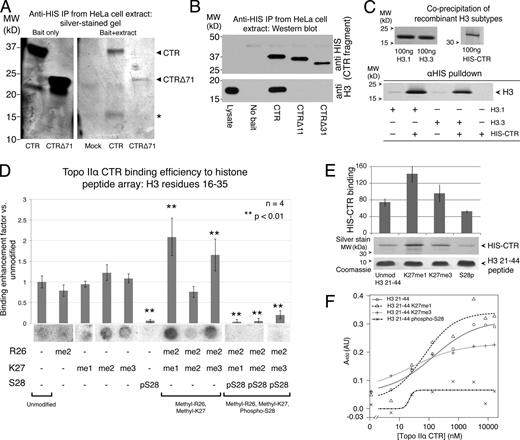 Figure 4. The Topo IIα CTR binds to the N-terminal tail of histone H3 in vitro. (A) Silver-stained SDS-PAGE gel reveals an ∼15-kD protein (asterisk) coprecipitated from HeLa lysates with HIS-tagged Topo IIα CTR (bait). The low–molecular weight protein was not precipitated in samples using HIS–Topo IIα CTRΔ71. (B) Immunoblot detecting immunoprecipitated recombinant HIS–Topo IIα CTR fragments (top) and coprecipitated histone H3 from HeLa cell lysates (bottom). Topo IIα CTR, but not Topo IIα Δ11 or Δ31, copurifies histone H3. Note that the data for the left three control lanes are presented again in Fig. S4 A. (C) Silver-stained protein gel detecting recombinant histone H3 subtypes (H3.1 and H3.3) coprecipitated with recombinant HIS–Topo IIα CTR using anti-HIS beads. (D) Topo IIα CTR binding to a peptide array containing histone H3 residues 16–35 with combinatorial posttranslational modifications (as indicated at the bottom; R, Arg; K, Lys; S, Ser; me1, mono-methylated; me2, di-methylated; me3, tri-methylated; p, phosphorylated). Purified recombinant HIS–Topo IIα CTR was detected strongly at spots (beneath the histograms) containing specific isoforms methylated at R26 and K27, but was not detected when S28 was also phosphorylated. Histograms show signals measured as integrated intensity of spots, subtracting local background. Error bars indicate ±SEM; n = 4. Asterisks indicate a significant difference (P < 0.01) compared with the mean of single-modified peptides. Fig. S1 shows an expanded array. (E) Detection of recombinant Topo IIα CTR coprecipitated with biotinylated histone H3 N-terminal tail (aa 21–44) peptides, either unmodified (Unmod), mono-methylated at Lys 27 (K27me1), tri-methylated at Lys 27 (K27me3), or phosphorylated at Ser 28 (S28p). CTR and peptides were mixed then precipitated with Streptavidin beads. n = 3. Error bars indicate SD. (F) ELISA assay showing binding of HIS–Topo IIα CTR to immobilized H3 (21–44) peptides, fit to a 4 parameter logistic (4PL) curve. Note that H3 (21–44) S28p binding fits the 4PL curve poorly, which suggests a low specificity of binding. A representative example from three experimental repeats is shown. The x axis is a log scale, except to the left of hash marks to allow inclusion of 0 nM HIS–Topo IIα data points on the same plot.