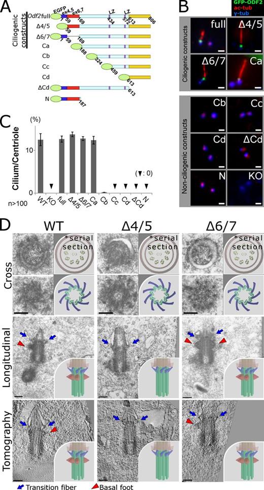 Figure 1. Odf2 gene sequences required to generate cilia and reconstitute the appendages of ciliary basal bodies. (A) Schematic representation of the Odf2 deletion constructs, which were transfected into Odf2-KO F9 cells. LZ, leucine zipper motif. (B) Immunofluorescence for GFP (Odf2), γ-tubulin (centrioles/basal bodies), and acetylated tubulin (primary cilia) to examine the generation of cilia. Bars, 1 µm. (C) Percentage of cilia on centrioles in cells expressing the indicated construct (n > 100 in more than three independent experiments). (D) Electron micrographs showing transition fibers (TFs) and/or basal feet (BF) on ciliary basal bodies. Thin-section electron microscopic images show cross sections (Cross) and longitudinal sections (Longitudinal) of primary cilia. Tomography, UHVEMT images of basal bodies; TFs, blue arrows; BF, red arrowheads; WT, (TF+BF+) basal bodies in WT F9 cells; Δ4/5, (TF+BF−) basal bodies in Δ4/5 construct–expressing Odf2-KO F9 cells; Δ6/7, (TF+BF+) basal bodies in Δ6/7 construct–expressing Odf2-KO F9 cells. Bars, 0.2 µm. More than five samples were analyzed in each case. The cross section electron micrographs in the top two rows are the same images as in the top two rows of Fig. S3 A, where they are annotated for TFs and BF. Insets, schematic drawings of electron microscopic images of basal bodies.