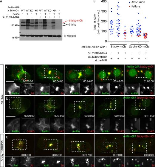 Figure 8. Sticky’s essential role during MR formation is as a scaffold. (A) Anti-Sticky (Sti) immunoblot of cell lysates from indicated cell lines after Sticky 3′ UTR dsRNA or LacI control dsRNA incubation, with anti-tubulin blot as a loading control. WT, wild type. (B) Timing of abscission or furrow regression (failure) of cells coexpressing Anillin-GFP and Sticky-mCh or Sticky-KD-mCh, treated for 3–5 d with or without Sticky 3′ UTR dsRNAs. Data are from two independent experiments. (C and D) Time-lapse sequence of a cell coexpressing Anillin-GFP and Sticky-mCh (C) or Sticky-KD-mCh (D). Separated channels of the boxed regions are shown magnified at the bottom. (E) Time-lapse sequence of a cell coexpressing Anillin (Anil)-GFP and Sticky-KD-mCh after depletion of endogenous Sticky. Times are given in hours, minutes, and seconds. Bars, 5 µm. See also Videos 9 and 10.