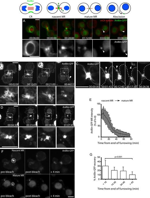 Figure 1. Maturation of the MR is accompanied by both removal and retention of Anillin. (A) Time-lapse sequence of a cell expressing Anillin-GFP and mCh-tubulin (40× objective). Arrowheads mark the mature MR before and after abscission MR release. (B–D) Time-lapse sequence of cells expressing Anillin-GFP and mCh-tubulin (not depicted) acquired with 40× objective, showing extrusion and shedding (B and C) and internalization (D). Boxed regions in B and D are shown magnified at the bottom; dashed lines in C mark the cell boundary; arrowheads mark shed material. (E) Relative Anillin-GFP fluorescence (sum intensity) at nascent MRs measured from the end of furrowing (means ± SD; n = 20). (F) FRAP experiments of nascent and mature MRs, showing images acquired immediately before (prebleach), after (bleach), and 4 min after high-intensity illumination of the outlined region of interest (63× objective and 2 × 2 camera binning). (G) The percent recovery of GFP fluorescence within 4 min of bleaching is shown for MRs of different ages (n = 9–17 each, means ± SD). P-value is for an unpaired t test. Times are hours, minutes, and seconds from the end of furrowing. Bars, 5 µm. See also Videos 1 and 2.