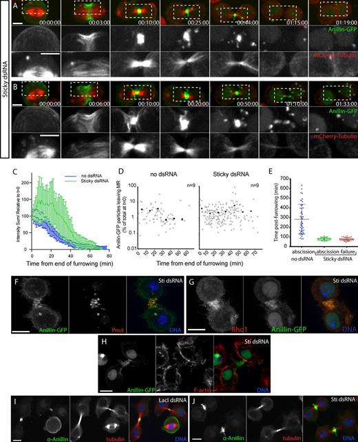 Figure 6. Sticky acts to limit extrusion/shedding and retain Anillin at the MR. (A and B) Sticky-depleted cells expressing Anillin-GFP and mCh-tubulin failing cytokinesis (A) or prematurely abscising (B) (63× objective). Boxed regions are shown magnified and with separated channels below. (C) Quantification of relative Anillin-GFP intensities (sum intensity) at the MR from the time of midbody formation in control (n = 9) and Sticky-depleted cells (n = 17). (D) Quantification of individual extrusion or internalization events (open circles) plotted as a function of time and associated Anillin-GFP log10 intensity (as a measure of total intensity at the close of furrowing, t = 0). Closed circles represent mean values for each 10-min interval (n = 9 cells each, from one experiment representative of two repeats). (E) Timing of abscission or furrow regression (failure) events of individual Anillin-GFP cells treated for 30–48 h with or without Sticky dsRNAs. Data are from two independent experiments, horizontal lines mark the mean times, and error bars show the SDs. (F–H) Confocal images of Sticky-depleted cells expressing Anillin-GFP (left), stained for Pnut (F, center), Rho1 (G, left), or F-actin (H, center) and DNA. (I and J) Confocal images of untransfected S2 cells treated with LacI control dsRNA (I) or Sticky dsRNA (J) and stained for endogenous Anillin (left), tubulin (center), and DNA (63× objective). Times are given in hours, minutes, and seconds. Bars, 5 µm. See also Videos 6 and 7.