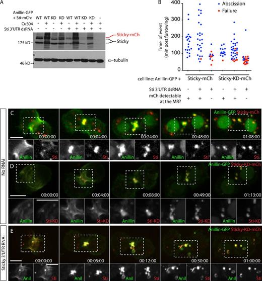 Figure 8. Sticky’s essential role during MR formation is as a scaffold. (A) Anti-Sticky (Sti) immunoblot of cell lysates from indicated cell lines after Sticky 3′ UTR dsRNA or LacI control dsRNA incubation, with anti-tubulin blot as a loading control. WT, wild type. (B) Timing of abscission or furrow regression (failure) of cells coexpressing Anillin-GFP and Sticky-mCh or Sticky-KD-mCh, treated for 3–5 d with or without Sticky 3′ UTR dsRNAs. Data are from two independent experiments. (C and D) Time-lapse sequence of a cell coexpressing Anillin-GFP and Sticky-mCh (C) or Sticky-KD-mCh (D). Separated channels of the boxed regions are shown magnified at the bottom. (E) Time-lapse sequence of a cell coexpressing Anillin (Anil)-GFP and Sticky-KD-mCh after depletion of endogenous Sticky. Times are given in hours, minutes, and seconds. Bars, 5 µm. See also Videos 9 and 10.