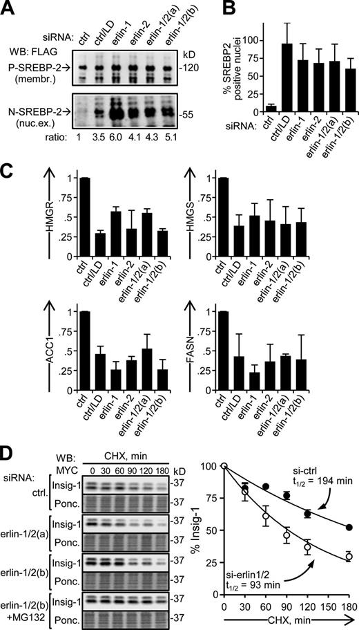 Figure 2. Validation of SREBP activation with erlin depletion. (A) SREBP-2 processing. HEK293 cells were transfected with FLAG-SREBP-2 and siRNA, and membrane (membr.) and nuclear extract (nuc. ex.) fractions were analyzed by Western blotting. Lipid-depleted control, second lane. Membrane fractions showing SREBP-2 precursor (P-SREBP-2; ∼120 kD; top) and nuclear extracts showing the processed form of SREBP-2 (N-SREBP-2; ∼60 kD; bottom). N-SREBP-2/P-SREBP-2 ratios, relative to the control, are indicated. (B) Nuclear accumulation of SREPB-2. HeLa cells were examined by immunofluorescence with an antibody to the N-terminal domain of endogenous SREBP-2 and scored for nuclear SREBP-2 enrichment (nuclear/cytoplasmic ratio >1.8; see Fig. S2). P-values for all comparisons to control ≤1.2 × 10−6; n = 3. (C) Inhibition of SREBP target gene activation with fatostatin. Sets of siRNA-transfected HeLa cultures were treated with either vehicle (DMSO) or fatostatin. Lipid-depleted control, second lane. Values shown are average ratios of relative mRNA levels in fatostatin- versus DMSO-treated samples. P-values for all comparisons to control <0.027; n = 3. (D) Insig turnover in erlin-depleted cells. HEK293 cells transfected with Insig-1-Myc and siRNAs were treated with cycloheximide (CHX) for the times indicated (and, where specified, with MG132) and analyzed by Western blotting. Shown are Western blots (top panels) and corresponding Ponceau S–stained membranes (Ponc.; bottom panels) of a typical experiment. Insig-1 signals were quantified, normalized to protein loaded, and plotted to determine t1/2 values for Insig-1 turnover. (right) Closed circles, control; open circles, erlin depleted. P-values for si-erlin versus si-control data points at 60–180 min are <0.003; n = 4. Error bars indicate standard deviations.
