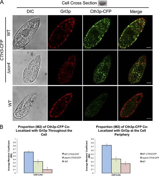Figure 6. Cth3p, an aspartyl protease, is targeted to mucocysts in a Sor4p-dependent manner. Cth3p-CFP was inducibly expressed with 0.75 µg/ml CdCl2 for 2 h in wild-type and Δsor4 cells. Cth3p-CFP was localized in fixed, permeabilized cells using a polyclonal anti-GFP antibody, and endogenous Grl3p was immunolocalized using mAb 5E9. (A) Cth3p-CFP expressed in wild-type cells colocalizes with Grl3p in mucocysts at the cell periphery (top). In contrast, Cth3p-CFP expressed in Δsor4 cells shows reduced colocalization with Grl3p (middle). Bars, 5 µm. (B) Cth3p-CFP shows reduced colocalization with Grl3p in Δsor4 versus wild-type cells. Colocalization was quantified in 15 wild-type and Δsor4 cells, using the Manders’ correlation coefficient M2, and then a mean M2 value for each population was determined from the sample. Reduced colocalization was observed whether measuring all puncta (M2 values for wild type: mean = 0.615, SEM = 0.036; for Δsor4: M = 0.337, SEM = 0.049; P < 0.01 as determined by one-tailed t test) or the subset near the cell periphery, which is enriched in docked mucocysts (wild type: M = 0.731, SEM = 0.036; Δsor4: M = 0.373, SEM = 0.054; P < 0.01; right graph). Details of the image analysis are provided in Materials and methods, and a range of representative images is shown in Fig. S5.