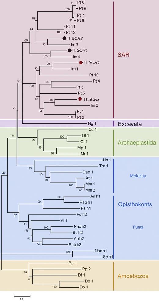 Figure 1. The T. thermophila sortilins fall into two major groups. A maximum likelihood phylogeny of the ciliate VPS10 domains shown in Fig. 2 B, together with the most highly related homologues (as judged by BLAST scores) present in a variety of organisms from the other major eukaryotic lineages. VPS10 domain–containing genes appear to have been entirely lost in numerous organisms including A. thaliana and D. melanogaster. In some fungi, VPS10 domains are present as tandem repeats, depicted as h1 and h2. Species are abbreviated as follows: Aspergillus nidulans (An), Coccomyxa subellipsoidea (Cs), Daphnia pulex (Dap), Dictyostelium discoideum (Dd), Dictyostelium fasciculatum (Df), Dictyostelium purpureum (Dp), Homo sapiens (Hs), Ichthyophthirius multifiliis (Im), M. pusilla (Mp), Micromonas sp. RCC299 (Mr), Mus musculus (Mm), Naegleria gruberi (Ng), Naumovozyma castellii (Nac), Ostreococcus lucimarinus (Ol), Ostreococcus tauri (Ot), Paracoccidioides brasiliensis (Pab), P. tetraurelia (Pt), Polysphondylium pallidum (Pp), Punctularia strigosozonata (Ps), S. cerevisiae (Sc), T. thermophila (Tt), Trichoplax adhaerens (Tra), Xenopus (Silurana) tropicalis (Xt), Yarrowia lipolytica (Yl). See also Table S1 for a list of accession numbers for the sequences used to assemble this phylogeny.