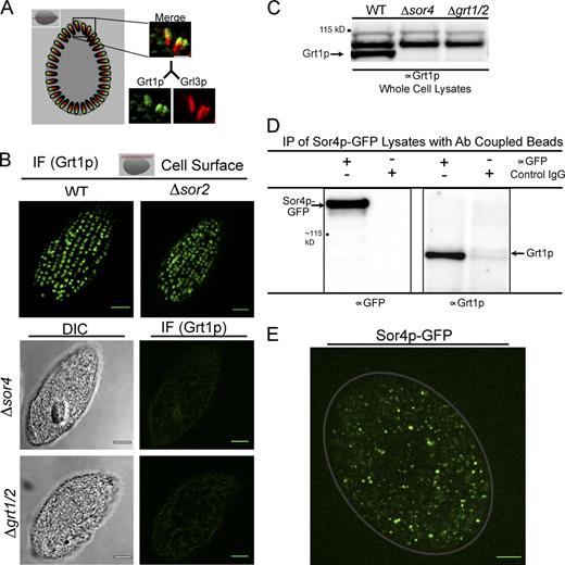 Figure 3. Sortilin 4 is required for the sorting of Grt1p, a member of the Granule tip family of mucocyst cargo proteins. (A) Grt1p localizes to a subdomain of mucocysts, whereas Grl3p is found through the mucocyst core. Grl3p and Grt1p in wild-type cells were simultaneously visualized using mAbs (5E9 and 4D11, respectively) directly conjugated to two different fluorophores. Visualization along the long mucocyst axis (demonstrated best in a cross section of the cell, illustrated by the red plane in the diagram shown at the top for reference) demonstrates that Grt1p is concentrated at the pole where docking occurs (right). Bar, 1 µm. (B) Grt1p is mistargeted in Δsor4 cells. Immunolocalization of Grt1p in wild-type cells (top left) shows that Grt1p accumulates in the expected array of docked mucocysts at the surface (illustrated by the red plane in the diagram at the top), and the same pattern is seen in Δsor2 cells (top right). Grt1p was visualized using mAb 4D11. In contrast, there is only background staining of Grt1p in Δsor4 cells, comparable to the signal in Δgrt1/Δgrt2 cells that lack the mAb target entirely (bottom). Note that docked mucocysts are still present in the Δsor4 cells (Fig. 5, A and B). Images of Δsor4 and Δgrt1/Δgrt2 cells were auto-adjusted to show the cell outlines. Bars, 5 µm. (C) Grt1p is absent from Δsor4 cells. Western blotting of whole cell lysates, using polyclonal anti-Grt1p antiserum, confirms the defect in Grt1p accumulation in Δsor4 relative to wild type. An uncropped version of this Western blot is shown in Fig. S3 A. (D) Biochemical interaction between Sor4p and Grt1p: coprecipitation of Sor4p and Grt1p. Sor4p was immunoprecipitated using anti-GFP antiserum from lysates of cells that express Sor4p-GFP from the endogenous SOR4 locus and that were actively synthesizing new mucocysts. Immunoprecipitated samples were analyzed by Western blotting with anti-GFP antiserum (left), confirming that full-length Sor4p-GFP is expressed, and with anti-Grt1p antiserum (right) to show coprecipitation of Grt1p. (E) Sor4p-GFP localizes to mobile cytoplasmic vesicles but not to docked mucocysts. A frame from Video 1 is shown, in which Sor4p-GFP was tracked in immobilized live cells. Sor4p-GFP is present in mobile cytoplasmic puncta and not present in docked mucocysts. The gray line traces the approximate outline of the cell. Bar, 5 µm.
