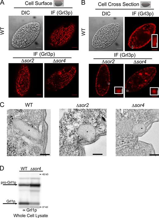 Figure 5. Grl protein sorting to mucocysts, though not subsequent proteolytic processing, is independent of SOR4. (A and B) Grl3p localizes to mature mucocysts in the absence of Sor4p. Localization of Grl3p, one of a family of proteins that assembles to form the mucocyst core, in wild-type, Δsor2, and Δsor4 cells. Grl3p was visualized by indirect immunofluorescence (IF) using mAb 5E9. At the cell surface (A; illustrated by the red plane in the diagram shown in the top right and in the differential interference contrast micrographs to the left), Grl3p can be seen localized to mucocysts in both wild-type (top) and Δsor4 (bottom) cells. When seen in cross section (B), the mucocysts of Δsor4 cells appear roughly spherical, in contrast to the elongated wild-type mucocysts (compare the bottom insets of the IF panel). Δsor2 mucocysts show an intermediate morphology. The cross-section image of the wild-type control is shown again in Fig. S4 C. Insets are enlarged from the indicated regions. Bars: (main panels) 5 µm; (inset) 0.5 µm. (C) Ultrastructure of Δsor4 mucocysts. Electron micrographs of docked mucocysts (labeled with asterisks) in wild-type (top) and Δsor2 and Δsor4 cells (bottom). The mucocyst cores in Δsor2 and Δsor4 cells do not contain the visible lattice that is characteristic of wild-type mucocyst cores. The same wild-type control is shown again in Fig. S4 D. Bars, 200 nM. (D) Grl proprotein processing is defective in Δsor4 cells. Whole cell lysates of wild-type and Δsor4 cells were separated by SDS-PAGE and Western blotted with an antibody against Grl1p, which undergoes proteolytic processing during mucocyst maturation. In wild-type cells, Grl1p accumulates primarily in its fully processed form. In Δsor4 cells, most Grl1p remains as an incompletely processed precursor. The unprocessed and processed forms of Grl1p are indicated by arrows.