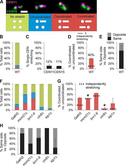 Figure 2. Coordinated stretching of different pericentromeres is pericentric cohesin and Cin8 dependent. (A and B) Trans-labeled pericentromeres were categorized as no stretch (both arrays compact foci), uncoordinated (stretching in only one of the labeled CEN arrays), or coordinated (both CEN nonsister arrays display stretching). Bar, 1 µm. (C) WT pericentromere stretching frequency for each CEN11 and CEN15. (D) Coordinated stretching occurs in 40 ± 1% of cells that show stretching, higher than predicted by independent stretching frequencies (11% dotted line). (E) Graph of coordinated stretching events that occur on the same or opposite side of the spindle. (F–H) Graphs of categorized stretching (F), coordinated stretching (G), and same versus opposite side coordinated stretching (H) for chromatin (GalH3, mcm21Δ, and brn1-9) and microtubule motor mutants (cin8Δ and kip1Δ). Asterisks denote mutants in which single pericentromere stretching (black lines) and coordinated stretching frequency (red bars) are statistically similar (G, χ2 > 0.4), and thus, stretching is independent. Values are listed in Table 1 and Table S1. Error bars represent standard deviations.
