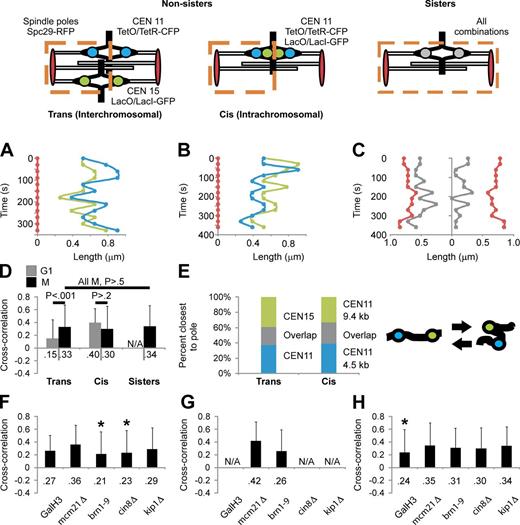 Figure 1. Pericentromeres of different chromosomes display correlated movement in metaphase dependent on condensin and Cin8. (A and B) Compact (foci) pericentromere movements were tracked relative to their respective spindle pole body (Spc29-RFP) in trans (CEN11 and CEN15; A)- and cis (B)-labeled strains (4.5 and 9.4 kb from CEN11). (C) Sister arrays were tracked relative to the midspindle. Each graph depicts a single representative time lapse from n = 50–100. (D) Cross-correlation analysis of trans-, cis-, and sister pericentromere movement in G1 and metaphase (M). t test values are listed above the bars. (E) Time courses were analyzed for which pericentromere label was closest to its respective pole at each time point (trans, n = 742 from 44 experiments; cis, n = 176 from 12 experiments). An equal probability to be closest to the pole suggests that pericentromere (cis) DNA can “flop” over itself (shown on the right). (F–H) Trans (F)-, cis (G)-, and sister (H) pericentromere–correlated motion for chromatin (GalH3, mcm21Δ, and brn1-9) and microtubule motor mutants (cin8Δ and kip1Δ). Asterisks denote significantly different cross-correlation from WT (t test, P < 0.05). Values are listed in Table 1 and Table S1. Error bars represent standard deviations.