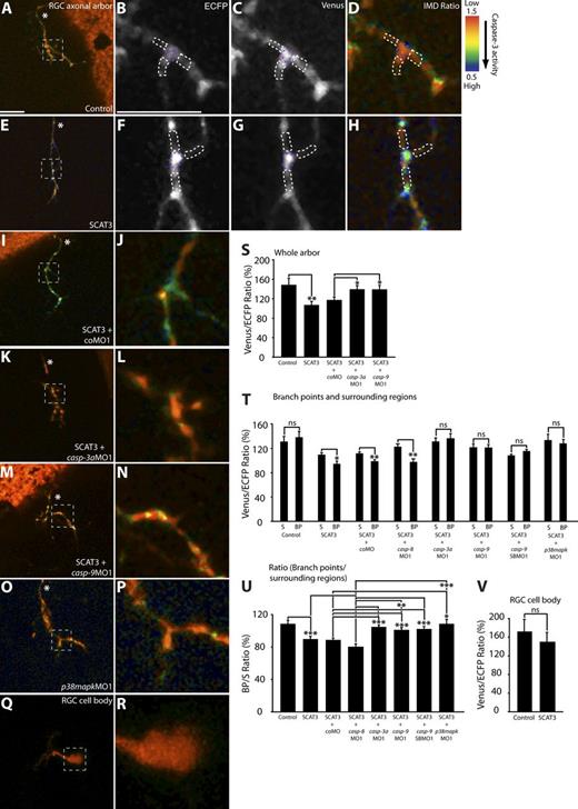 Figure 1. Local caspase activation at branch points in young RGC arbors. (A, D, E, and H–R) Representative IMD ratio images of 80-hpf live RGC arbors in the optic tectum (A, D, E, and H–P) and an RGC cell body (Q and R) in the retina. Caspase activation is represented by the pseudocolors that correspond to the Venus/ECFP ratio (1.5–0.5). Red represents low caspase activation, and violet represents high caspase activation. (A, D, E, and H–P) Control (A and D), SCAT3 (E and H), SCAT3 + coMO (I and J), SCAT3 + casp-3aMO1 (K and L), SCAT3 + casp-9MO1 (M and N), and SCAT3 + p38mapkMO1 (O and P) are shown. (B–D and G) ECFP channel (B and D) and Venus channel (C and G) of SCAT3- and control-expressing arbors are also shown. The region enclosed by the dashed squares in A, E, I, K, M, O, and Q are magnified in B–D, F–H, J, L, N, P, and R. (S) Quantification of Venus/ECFP ratios across the whole arbor. Branch points were determined as covering a distance of 1 µm or less away from where a branch tip joins an arbor. Surrounding regions were determined at a distance of 1 µm away from a branch tip and 2 µm in length, covering the width of the branches. (B–D and F–H) Examples illustrating regions of interest for the quantification of the Venus/ECFP ratio at branch points (purple dashed areas) and surrounding regions (white dashed areas) for control- and SCAT3-expressing arbors, respectively. (T) Quantification of Venus/ECFP ratios at branch points (BP) and surrounding regions (S). (U and V) Presented as a ratio of branch points/surrounding regions (U) and RGC cell bodies (V). White asterisks indicate the parent axon. 19–28 RGC arbors were analyzed in S. 29–36 branch points and 87–108 surrounding regions were analyzed in T and U. 15–16 RGC cell bodies were analyzed in V. Error bars represent SEMs. *, P < 0.05; **, P < 0.01; ***, P < 0.001. Bars, 10 µm. The image in E of a SCAT3-expressing arbor is shown again in Figs. 5 A and S2 C. The magnified image in H also is shown again in Fig. 5 B.