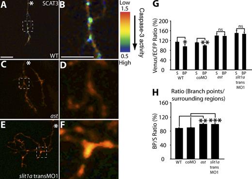 Figure 5. Caspase activation is reduced in RGC arbors with impaired Slit1a-Robo2 signaling. (A–F) Representative IMD ratio images of 80-hpf live RGC arbors in the optic tectum expressing SCAT3. Caspase activation is represented by the pseudocolors that correspond to the Venus/ECFP ratio (1.5–0.5). Red represents low caspase activation, and violet represents high caspase activation. WT (A and B), ast (C and D), and slit1a transMO1 (E and F) are shown. The regions enclosed by the dashed squares in A, C, and E are magnified in B, D, and F. (G and H) Quantification of Venus/ECFP ratios (G) at branch points (BP) and surrounding regions (S) presented as a ratio of branch points/surrounding regions (H). White asterisks indicate the parent axon. 15–35 branch points and 45–105 surrounding areas were analyzed per condition. Dorsal views are shown, and anterior is up. Error bars represent SEMs. *, P < 0.05; **, P < 0.01; ***, P < 0.001. Bars, 10 µm. The image in A of a SCAT3-expressing arbor is shown again in Figs. 1 E and S2 C. The magnified image in B also is shown again in Fig. 1 H.