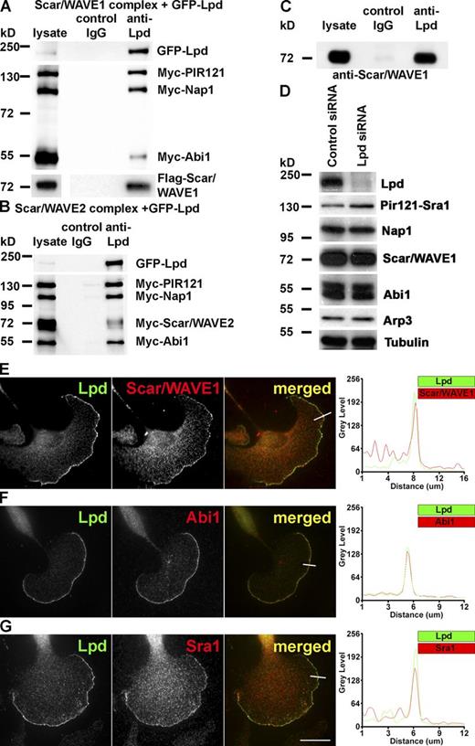 Figure 1. Lamellipodin interacts with the Scar/WAVE complex. (A and B) Coimmunoprecipitation using Lpd or IgG control antibodies from HEK293 cell lysates expressing GFP-Lpd and the tagged Scar/WAVE complex including FLAG-WAVE1 (A) and Myc-WAVE2 (B). Myc-HSPC300 is not shown. (C) Endogenous Scar/WAVE1 and Lpd coimmunoprecipitate from lysates of primary cortical neurons using Lpd antibodies but not with IgG control. (D) Knockdown of Lpd by siRNA in B16F1 cells does not reduce expression of the Scar/WAVE complex (HSPC300 not shown) or Arp3. Loading control: Tubulin. (E–G) Endogenous Lpd (green) colocalizes with Scar/WAVE1 (E), Abi1 (F), and Sra1 (G; red) at the very edge of lamellipodia in B16F1 mouse melanoma cells. Representative line scan from multiple experimental repeats across the leading edge (location indicated on merged images) shows colocalization of Lpd (green) and Scar/WAVE1 (E), Abi1 (F), and Sra1 (G; red). Bar, 25 µm. See also Fig. S1.