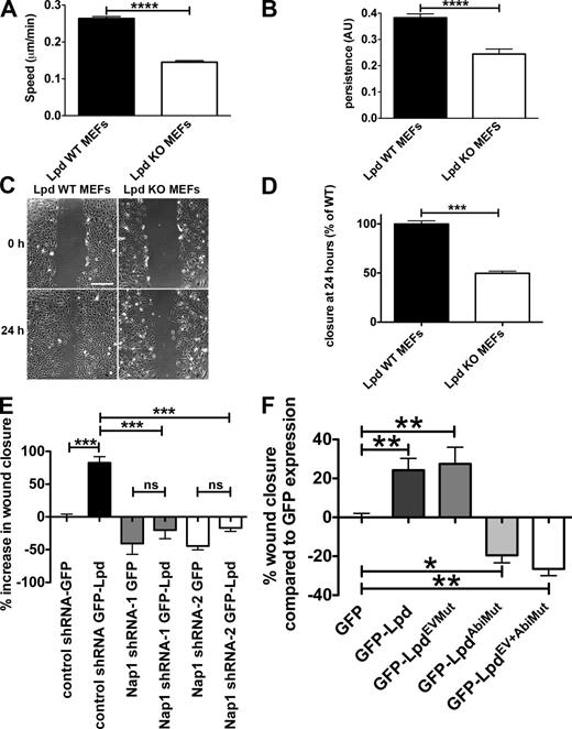 Figure 5. Lpd regulates cell migration via Abi and the Scar/WAVE complex. (A and B) Quantification of velocity (A) and persistence (B) of randomly migrating Lpd WT or KO MEFs. Mean population speed and persistence (dt = 2, TR = 4; see Materials and methods for calculation). Results are mean ± SEM (error bars), with three independent experiments. ****, P ≤ 0.0001, unpaired t test. (C and D) A confluent layer of WT or KO Lpd MEFs was scratched, and the area of the scratch measured at 0 and 24 h. Bar, 500 µm. Area closure is shown as the percentage of WT cells. (D) Results are mean ± SEM, with four independent experiments. ***, P ≤ 0.001, unpaired t test. See also Fig. S3 and Videos 1 and 2. (E and F) Lpd overexpression increases cell migration speed via Abi and Scar/WAVE. MDA-MB231 breast cancer cells, stably expressing Nap1-specific (Nap1 shRNA 1 or 2) or scrambled control shRNA were transiently transfected with GFP-Lpd or GFP as control (E) or GFP-Lpd, GFP-LpdEVMut, GFP-LpdAbiMut, GFP-LpdEV+AbiMut, or GFP as control (F). A confluent cell layer was scratched and the area of the scratch was measured at 0 and 24 h. Area closure is shown as percentage increase over GFP cells. Results are mean ± SEM (error bars), from three independent experiments. *, P ≤ 0.05; **, P ≤ 0.01; ***, P ≤ 0.001; ns, not significant; one-way ANOVA was used. (E) Tukey’s test. (F) Newman-Keuls method.