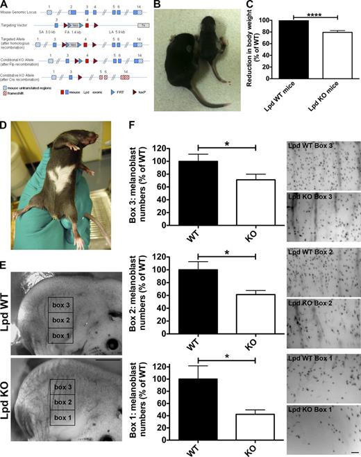 Figure 6. Lpd functions to regulate melanoblast migration. (A) Conditional Lpd KO mice were generated by flanking exon 4 with loxP sites. Cre-mediated recombination of the loxP sites results in the removal of exon 4, creating a frame shift between exon 3 and 5 and premature termination. (B and C) Conditional Lpd KO mice crossed with β-actin-Cre mice on a mixed genetic background produced mice with a reduced body size (−20.6 ± 3.0% SEM; ****, P ≤ 0.0001, unpaired t test), which also display missing pigmentation on the ventral side (D). (E and F) To visualize melanoblasts, DCT-LacZtg/tg;β-actin-Cretg/+;Lpdflox/flox whole-mount embryos at E14.5 were stained for β-galactosidase expression in the melanoblasts. (E) Areas within three 1 mm × 1.5 mm boxes positioned at the middle of the trunk between the fore and hind limbs were quantified in WT and KO animals. Bar, 1.5 mm. (F) Lpd KO mice show a significant reduction in the number of melanoblasts in all three boxes. Bar, 150 µm. Melanoblast numbers were reduced by ∼60%, ∼40%, and ∼30% for boxes 1, 2, and 3, respectively (20 KO or WT embryos from three litters; unpaired t test; *, P < 0.05; error bars indicate SEM). See also Fig. S4.