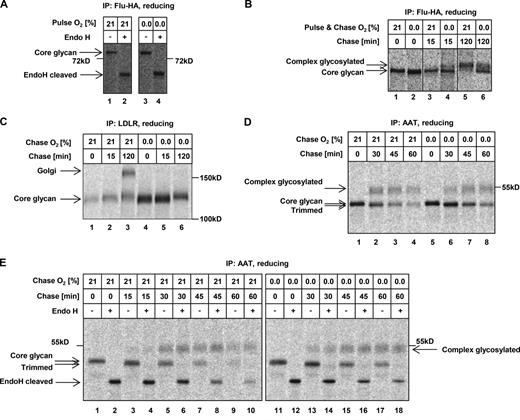 Figure 2. Hypoxia inhibits protein maturation in disulfide-containing proteins. (A) HCT116 cells were 35S pulse-labeled under indicated % O2 (Chase = 0 min). Immunoprecipitated Flu-HA was Endo H digested and resolved by SDS-PAGE under reducing conditions. (B and C) HCT116 (B) or HeLa (C) cells were 35S pulse-labeled and chased under the indicated % O2 and times. Immunoprecipitated Flu-HA (B) or LDLR (C) was resolved on reducing SDS-PAGE. In B, no molecular weight marker was included on this gel. The migration of the core glycan and complex glycosylated species of Flu-HA under reducing conditions relative to standard molecular weight markers is shown in A and Fig. S3, respectively. (D and E) HepG2 cells were 35S pulse-labeled in normoxia and glycan modifications prevented by keeping cells cold until they were inserted into a hypoxic chamber. Proteins were then allowed to mature in either 21% or 0.0% O2. α1-Antitrypsin (AAT) was resolved by SDS-PAGE under reducing conditions without (D) or after Endo H digestion (E).