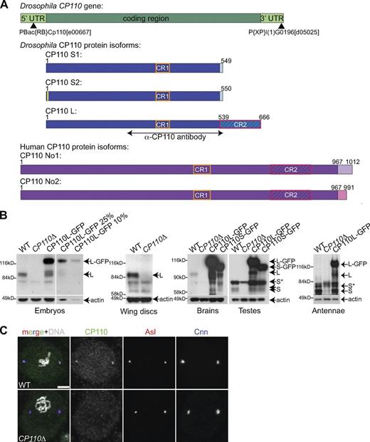Figure 1. Characterization of Drosophila CP110 and generation of a CP110 null mutant. (A) A schematic representation of the Drosophila CP110 gene (green), its three protein isoforms (blue—note that CP110S1 and CP110S2 differ by only 2aa’s—yellow box), and the two annotated human CP110 isoforms (purple). The region of CP110 used for antibody production is highlighted, and the positions of the P-elements, used to generate the CP110Δ deletion, are indicated by black arrowheads (see Fig. S1 for more detail). The two conserved regions are boxed (CR1, orange boxes; CR2, red boxes). (B) Panels show Western blots of Drosophila syncytial embryos, third instar larval wing discs or brains, or pupal testes or antennae from WT, CP110Δ, or either Ubq-CP110L-GFP– or Ubq-CP110S-GFP–expressing lines probed with α-CP110 antibody or α-actin antibody (loading control). Endogenous CP110L (L) is expressed in embryos, wing disc, and brain cells and is missing in CP110Δ tissues. Endogenous CP110S (S) is expressed in testes and antennae and is also missing in the CP110Δ tissue, although this is partially obscured by a co-migrating background band (S*). A serial dilution of the embryo extract overexpressing CP110L-GFP is shown to illustrate how we estimated levels of overexpression. (C) Neuroblasts from WT and CP110Δ third instar larvae were stained for CP110 (green), Asl (red), Cnn (blue), and DNA (Hoechst; white in merge). Bars, 5 µm.