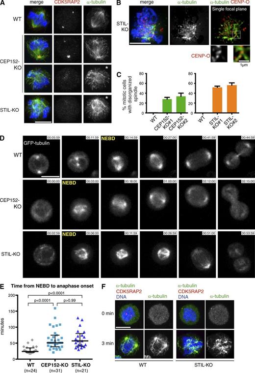 Figure 4. Bipolar spindle formation and anaphase onset are delayed in cells lacking intact centrioles. (A) CEP152-KO and STIL-KO cells contain disorganized mitotic spindles. Cells were stained with antibodies against CDK5RAP2 and α-tubulin. DNA is shown in blue. Asterisks mark cells with disorganized spindles. (B) Unfocused MTs contact kinetochores in STIL-KO cells. Cells were stained with antibodies against the kinetochore protein, CENP-O, and α-tubulin. DNA is shown in blue. A single focal plane is shown along with higher magnification of framed area. (C) Graphs show the percentage of mitotic cells with disorganized spindles in CEP152-KO and STIL-KO (n = 3, >165 cells per genotype per experiment; means ± SD). (D) Still frames from time-lapse experiments show GFP-tubulin–expressing WT, CEP152-KO, and STIL-KO cells (Videos 1, 2, and 3). NEBD marks the first frame after NEBD. Times are given in hours, minutes, and seconds. (E) Graph shows distribution of time intervals from NEBD to anaphase onset. Medians and interquartile ranges are indicated, from Kruskal–Wallis and Dunn’s test. (F) MT regrowth in mitotic cells after depolymerization. Note the absence of MTs at 0 min and enrichment of MTs near chromatin in STIL-KO cells after 3 min of regrowth. Cells were stained with antibodies against CDK5RAP2 and α-tubulin. Bars, 5 µm.