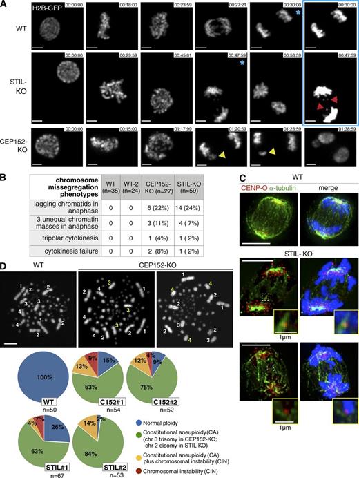 Figure 5. CEP152-KO and STIL-KO cells exhibit chromosome instability and aneuploidy. (A) Still frames from time-lapse experiments show H2B-GFP–expressing WT, CEP152-KO, and STIL-KO cells (Videos 4, 5, and 6). Lagging chromatids (red arrowheads) or larger chromatin masses (yellow arrowheads) are evident during anaphase in KO cells. Pictures with blue asterisks are shown with increased gain setting in the framed area. Bars, 2 µm. (B) Table summarizes chromosome missegregation phenotypes from time-lapse experiments. Overlays of H2B-GFP and bright-field images were analyzed. (C) Lagging chromatids in anaphase cells show merotelic attachments. Cells were stained with antibodies against CENP-O and α-tubulin. DNA is shown in blue. Framed areas are shown at higher magnification. Bars, 5 µm. (D) Chromosome (chr) spreads of WT and CEP152-KO cells. WT cells show normal ploidy. CEP152-KO image on the left illustrates CA (trisomy of chromosome 3 but normal copy number of chromosomes 1, 2, 4, and Z) and, on the right, CIN (trisomy of chromosome 4 but normal copy number of chromosomes 1, 2, 3, and Z). Pie charts on the bottom depict the percentage of cells with indicated ploidies. Numbers of chromosomes 1–4 and Z were scored. Bar, 8 µm.