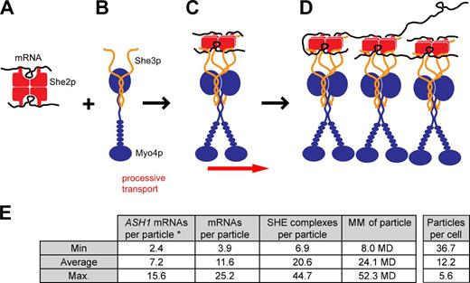 Figure 5. Model of stepwise SHE complex assembly. (A) One She2p tetramer (red) binds two zip code RNAs (black). In the presence of transcripts with two or more zip code elements, higher-order assembly (as shown in D) might occur already at this stage. (B) One Myo4p monomer (blue) forms a constitutive co-complex with one She3p dimer (orange). The N-terminal coiled-coil mediates dimerization of She3p as well as interaction with the Myo4p C terminus. This single-headed motor complex is unable to promote processive transport (Dunn et al., 2007; Hodges et al., 2008). (C) The RNA:She2p subcomplex assembles with two Myo4p:She3p subcomplexes forming the mature SHE complex. The C terminus of She3p binds directly to zip code RNA and to helix E of She2p (Müller et al., 2011). This interaction ensures highly specific RNA recognition and incorporates two Myo4p copies into one mRNP. She2p-mediated dimerization of Myo4p enables processive transport of the SHE complex. (D) Transcripts with more than one zip code element induce multimerization of SHE complexes. Because the She2p tetramer has two RNA binding sites, several RNAs are incorporated, and large mRNPs of variable size are formed. Such higher-order mRNPs contain multiple Myo4p dimers that might enhance sustained transport in vivo (Chartrand et al., 2002; Chung and Takizawa, 2010). (E) Calculation of SHE particle properties in cells based on our model, the minimal/mean/maximal number of ASH1 mRNAs observed per transport particle in vivo (marked by an asterisk; Haim et al., 2007), and the reported 88 ASH1 mRNA copies per cell (Trcek et al., 2012). Details on the calculation are given in the Materials and methods section and in Tables S1 and S2.