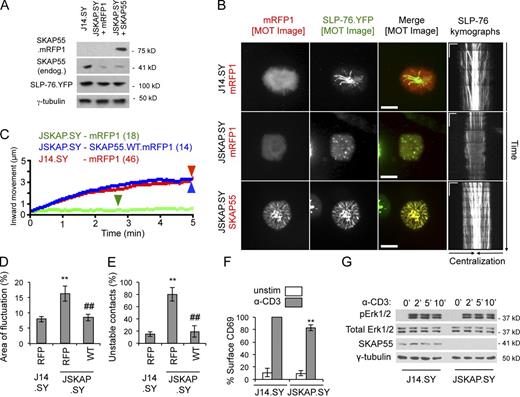 Figure 2. SKAP55 is required for microcluster persistence and movement, and for contact stability. (A) Confirmation of the efficacy of SKAP55 knockdown and add-back in stable SKAP55 knockdown cells (JSKAP.SY) with or without transient reconstitution (n = 3). (B) J14.SY and JSKAP.SY cells expressing mRFP1 or SKAP55.mRFP1 were stimulated on coverslips and imaged for at least 5 min. Representative MOT images and kymographs are shown. Bars: (MOT images) 10 µm; (kymographs) 5 µm × 60 s. See Table 2 for microcluster properties and experiment numbers. (C) Composite microcluster traces for the conditions examined in B. Numbers in parentheses indicate the total number of cells examined. Line intensity corresponds to the fraction of microclusters surviving; arrowheads identify points of half-maximal microcluster dissociation. (D) Fraction of the contact area engaged in fluctuation (see Fig. S1, F and G; n = 3). (E) Fraction of cells scored as displaying unstable contacts (see Fig. S1, I and J; n = 5). (F) Surface expression of CD69 in J14.SY and JSKAP.SY cells, after normalization to a TCR-stimulated J14.SY control (n = 4). (G) Kinetics of Erk1/2 phosphorylation in J14.SY and JSKAP.SY stimulated for the indicated time points (n = 3). Error bars indicate mean ± SEM. From parental J14.SY cells (with or without mRFP1): **, P < 0.01. From JSKAP.SY (with or without mRFP1): ##, P < 0.01.