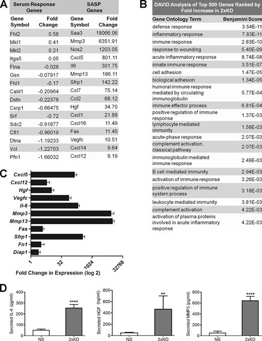 Figure 1. Arp2/3-depleted cells show increased expression of SASP pathway genes. (A) The transcriptomes of IA32 control fibroblasts and their Arp2/3-depleted derivatives (2×KD) were analyzed by RNA-Seq. Representative genes of the serum response factor and SASP pathways selected from the RNA-Seq data (Table S1) are shown. Fold change represents the fold increase in expression (RPKM) for 2×KD cells from control cells, with negative numbers representing the fold decrease in expression. (B) DAVID analysis of the top 500 genes (>10-fold up-regulated) with the highest fold increase in 2×KD cells, showing overrepresented gene groups as ranked by Benjamini score. (C) qRT-PCR showing fold changes of a subset of cytokines, growth factors, and matrix metalloproteinases up-regulated in 2×KD cells in the RNA-Seq. Two biological replicates (three technical replicates each) for each sample are shown. (D) ELISA showing levels of secreted IL-6, MMP3, and HGF in NS and 2×KD cells. Error bars show 95% confidence interval (CI). ****, P < 0.001; **, P < 0.01 by Student’s t test.