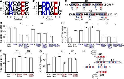Figure 3. MT bundling by novel SEPT9 repeat motifs K/R-x-x-E/D and R/K-R-x-E. (A and B) WebLogo alignments of eleven hexapeptide sequences containing the K/R-x-x-E/D motif (A) and six sequences containing the R/K-R-x-E motif (B) within the N terminus (aa 1–286) of SEPT9_i1. The height of each residue indicates the frequency of its presence at the indicated positions. (C) Sequence of aa 61–113 of SEPT9_i1. The blue and red stars highlight the basic and acidic residues mutated to alanine. (D and E) Graphs show percentage of total SEPT9_i1(61–113) (wild-type and basic residue mutants) pelleted with MTs at 39,000 g (D), and percentage of total tubulin pelleted at 8,000 g (E) in three independent experiments. Representative gels are shown in Fig. S2. (F and G) Graphs show percentage of total 61–113 peptide (wild-type and acidic residue mutants) pelleted with MTs at 39,000 g (F), and percentage of total tubulin pelleted at 8,000 g (G) in three independent experiments. Representative gels are shown in Fig. S2. (H) Schematic shows a model of electrostatic interactions between the acidic (red) CTTs of tubulin and the basic (blue) residues of the SEPT9 repeat motifs. MT cross-linking is achieved by interactions between the acidic and basic residues of the K/R-x-x-E/D and R/K-R-x-E motifs, respectively.