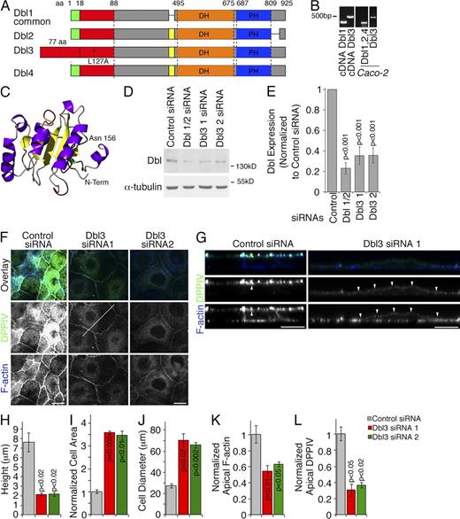 Figure 1. Dbl3 regulates epithelial differentiation. (A) Scheme of Dbl splice variants. The isoforms are numbered according to Komai et al. (2002). The commonly studied isoform and Dbl3 are also labeled. Note that DBL3 contains an intact Cral-Trio domain (indicated in red; L127A indicates a point mutation introduced to disrupt the domain). (B) mRNA expression of Dbl splice variants in Caco-2 cells. (C) Model of predicted structure of the Dbl3 N-terminal domain. Note that the N-terminal domains of the other isoforms do form Cral-Trio domains. (D–L) Caco-2 cells transfected with siRNAs were processed for immunoblotting (D and E) or immunofluorescence (F–L). (E) Quantification of Dbl depletion by densitometry (shown are means ± SD, n = 4; see Fig. S1 D for an example of a full-size blot). (F) Confocal xy sections taken from the apical end of the monolayers; the white lines indicate the positions at which the z line scans shown in G were taken (arrowheads point to the apical membrane). (H–L) Quantifications showing means ± SD of three independent experiments. Cell height was measured in z sections; cell diameter was measured along the longest axis of apical xy sections taken from the apical end of the monolayers; cell area was also measured in apical xy sections, reflecting the planar area of the cells; apical F-actin and DPPIV labeling was determined by measuring the integrated density over the apical membrane areas in xy sections. Bars, 10 µm.