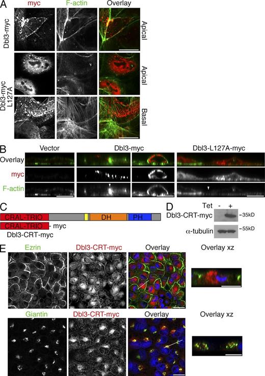 Figure 4. The Cral-Trio domain is required for Dbl3 localization. (A and B) Caco-2 cells were transiently transfected with myc-tagged cDNAs encoding wild-type Dbl3 or a mutant carrying a point mutation that substitutes a leucine residue that is conserved in Cral-Trio domains (see Table S1). Shown are confocal zy sections (A; white lines indicate position of z sections shown in B) and z sections (B; contacts between neighboring transfected cells are labeled with arrowheads). Two different images are shown for Dbl3-myc in B, illustrating the different effects observed in response to different expression levels. Note that wild-type Dbl3 is enriched along the apical membrane and cell–cell contacts and promotes enhanced F-actin staining at cell–cell contacts, whereas the mutant remains diffusely distributed in the cytoplasm and does not induced enhanced apical F-actin staining. See Fig. S3 (A–D) for expression of Dbl1 and localization of isoforms in MDCK cells. (C) Scheme of the Dbl3 domain structure and the CRAL-TRIO domain construct. (D and E) Dbl3-CRT-myc–expressing MDCK cells were processed for immunoblotting and immunofluorescence using antibodies against the proteins indicated. Bars: (A and B) 10 µm; (E, left) 20 µm; (E, right) 10 µm.